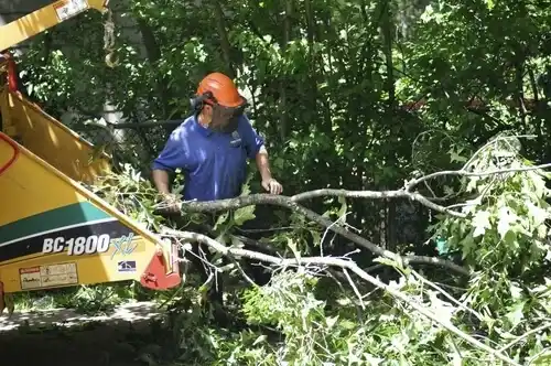 tree services Tonka Bay